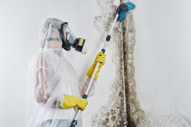 Best Commercial Mold Removal  in North Judson, IN