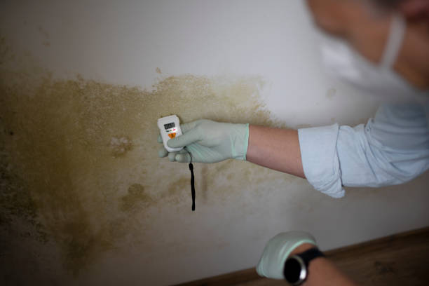Best Mold Damage Repair  in North Judson, IN