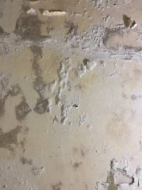Best Emergency Mold Removal  in North Judson, IN