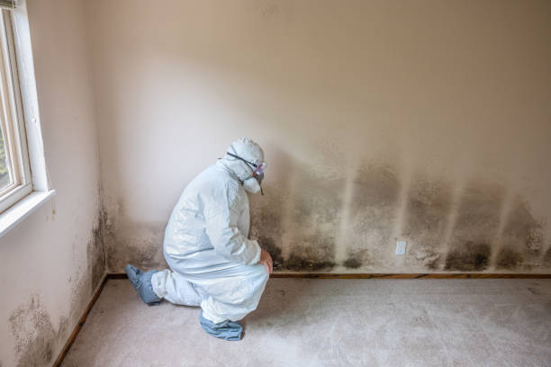 Attic Mold Removal in North Judson, IN