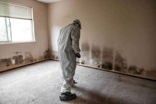 Best Black Mold Removal  in North Judson, IN
