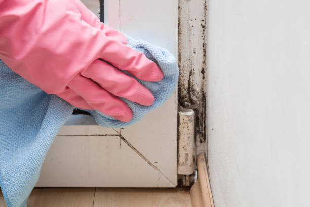 Best Certified Mold Removal  in North Judson, IN